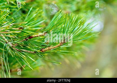 Scot's Pine (pinus sylvestris), close up showing the green needles, in pairs, sprouting from the end of a branch. Stock Photo