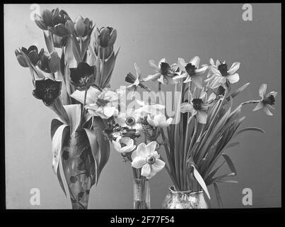 Skiopticon image from the Department of Photography at the Royal Institute of Technology. Still life. Flowers in vase. Stock Photo