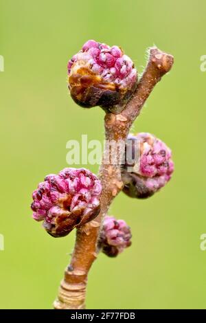 Wych Elm (ulmus glabra), close up showing the pink flower buds at the end of a branch just as they are about to open. Stock Photo
