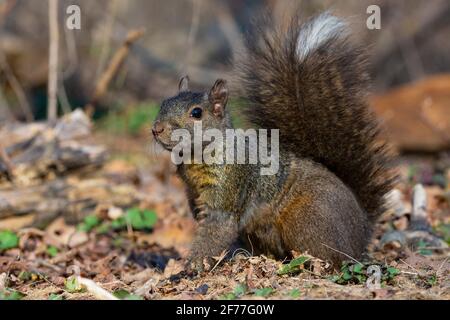 Eastern Grey squirrel , (Sciurus carolinensis), Gray Squirrel
