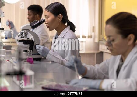 Asian young scientist looking through the microscope while working at the table in the lab among her colleagues Stock Photo