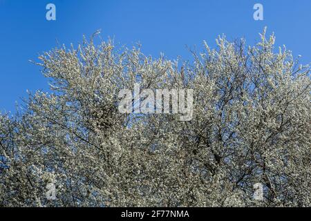May blossom on Hawthorn (Crataegus monogyna) trees - seen at beginning of April. Stock Photo