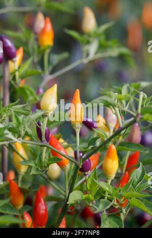 Capsicum annuum 'NuMex Twilight'. Chilli 'NuMex Twilight' fruit. Stock Photo