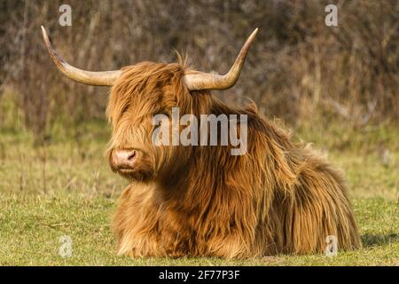France, Somme, Bay of the Somme, Le Crotoy, Scottish Highland Cattle in the Bay of the Somme used for grazing and maintenance of the Crotoy marshland Stock Photo