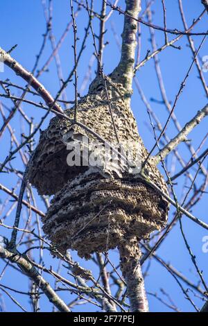 France, Ille et Vilaine, Le Rheu, Nest of Asian hornets, Asian hornet or yellow-legged hornet (Vespa velutina), abandoned nest in winter Stock Photo