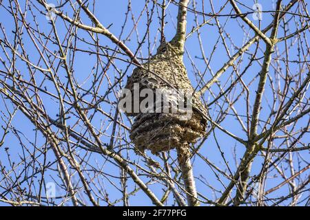 France, Ille et Vilaine, Le Rheu, Nest of Asian hornets, Asian hornet or yellow-legged hornet (Vespa velutina), abandoned nest in winter Stock Photo