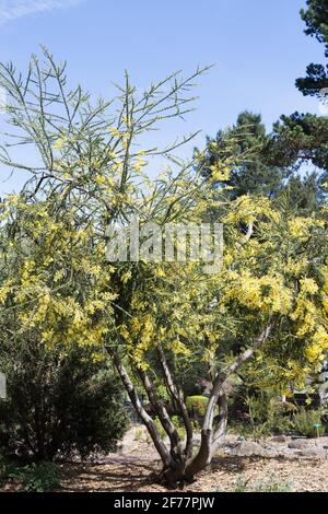Blooming acacia tree in spring Stock Photo - Alamy