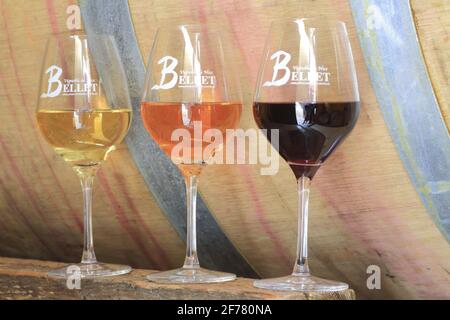 France, Alpes Maritimes, Nice, Bellet, Domaine de la Source (7 hectares of vines), organic Bellet AOP wines, winery with red wine (grape: Folle Noire / Grenache), white (rolle) and rose ( gear) Stock Photo