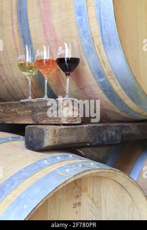 France, Alpes Maritimes, Nice, Bellet, Domaine de la Source (7 hectares of vines), organic Bellet AOP wines, winery with red wine (grape: Folle Noire / Grenache), white (rolle) and rose ( gear) Stock Photo