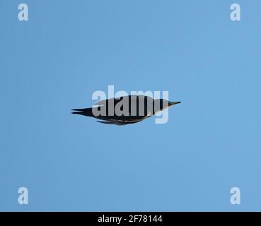 The black woodpecker in flight in evening light against clear blue sky Stock Photo