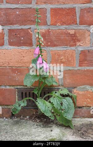 Digitalis purpurea. Foxglove growing from the base of a house wall Stock Photo