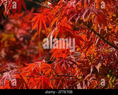 bright sunlight on delicate orange, red, yellow & green leaves of Japanese Maple (Acer palmatum) in woodland glade of arboretum -Yorkshire,England,UK Stock Photo