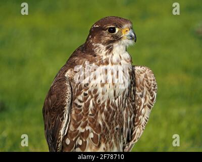 portrait of captive bred young hybrid Saker Peregrine (Falco peregrinus x cherrug) cross falcon on perch at Falconry centre in Yorkshire, England, UK Stock Photo