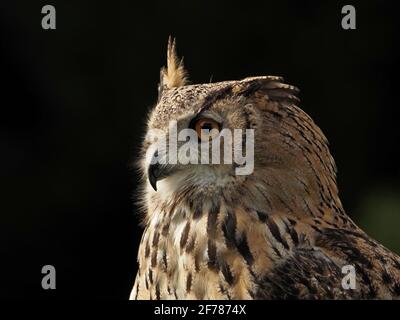 portrait of windblown captive Eurasian Eagle Owl, (Bubo bubo) with one eartuft raised at a falconry centre in Yorkshire, England, UK Stock Photo