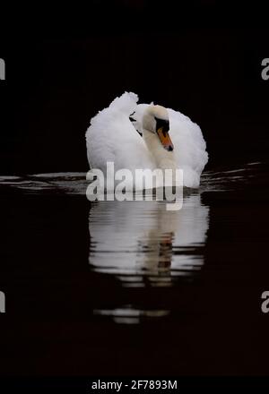 Adult Whooper Swan (Cygnus cygnus) sleeping, Welney, Norfolk Stock ...