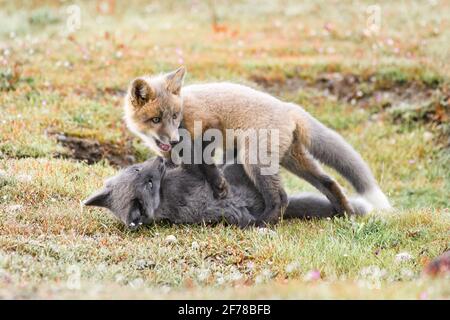 A pair of sibling red fox kits with different colors play fighting in spring at American Camp, San Juan Island National Historical Park, Washington Stock Photo