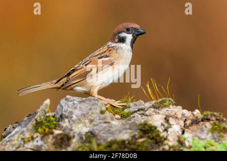 Eurasian Tree Sparrow (Passer montanus), side view of an adult standing on a rock, Campania, Italy Stock Photo