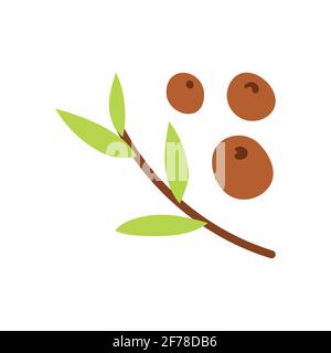 Allspice or pepper seeds. Pepper on a green branch. Unripe and ripe. Black pepper. Vector illustration. Stock Vector