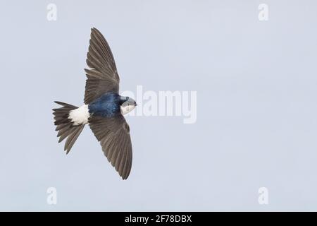 Common House Martin (Delichon urbicum), adult in flight showing upperparts, Campania, Italy Stock Photo