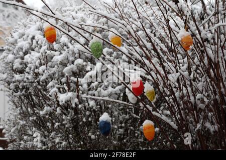 Colored decorative eggs are used to decorate trees in Germany for Easter Stock Photo