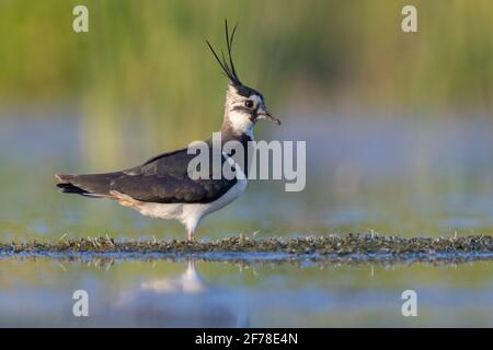 Northern Lapwing (Vanellus vanellus), side view of an adult female standing in the water, Campania, Italy Stock Photo