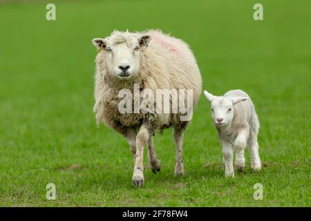 Lambing time in the Yorkshire Dales, England, UK and a mother sheep walks in green pastureland with her newborn lamb at her side.  Close up.  Horizont Stock Photo