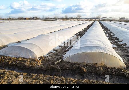 Farm potato plantation field covered with spunbond spunlaid nonwoven agricultural fabric. Create a greenhouse effect for care protection of young plan Stock Photo