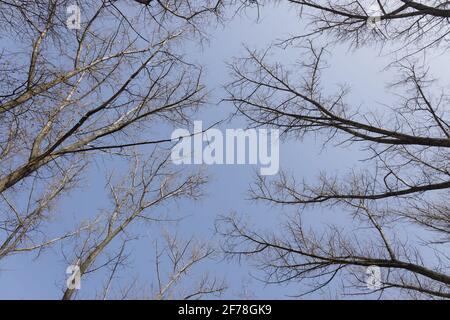 branches of tall trees without leaves against the clear sky Stock Photo