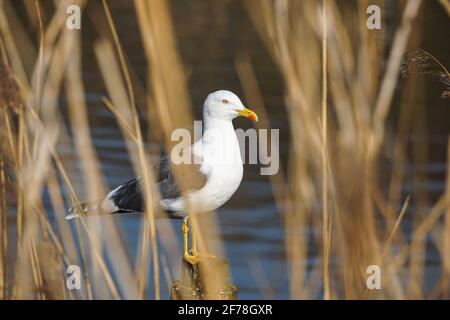European herring gull on the river Lea, London England United Kingdom UK Stock Photo