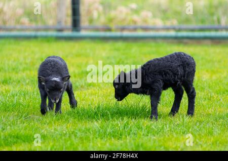 Small black Ouessant lambs in meadow. Hobby farming. spring time Stock Photo