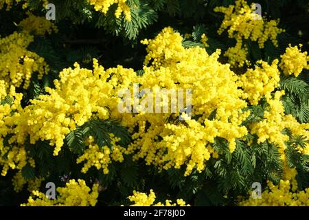 Blooming flowers of Mimosa scabrella tree Stock Photo