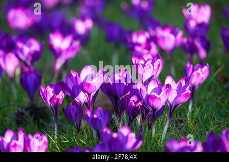 purple crocuses blooming on grass meadow in early spring sunshine Stock Photo