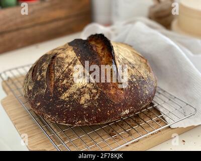 A loaf of artisanal bread, freshly baked on a baking stone with its crust still crackling Stock Photo