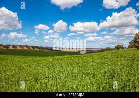 Wheat field with blue sky with sun and clouds. Stock Photo