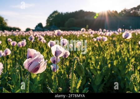 Pink Opium Poppy field in a rural landscape in sunny day. Selective focus. Stock Photo