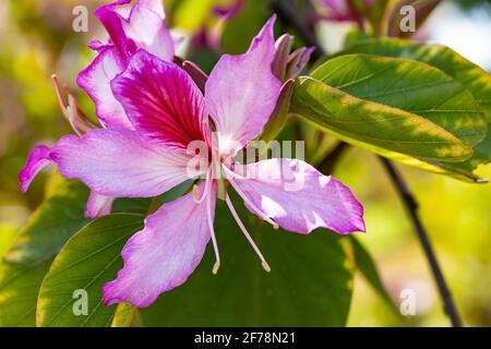 Bauhinia variegata is a species of flowering plant in the legume family, Fabaceae. It is native from China, Southeast Asia, Indian subcontinent. Commo Stock Photo