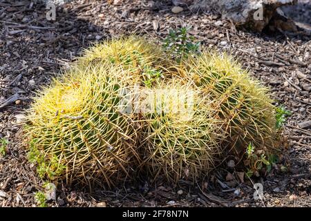 Echinocactus grusonii, popularly known as the golden barrel cactus, golden ball or mother-in-law's cushion, is a well known species of cactus, and is Stock Photo