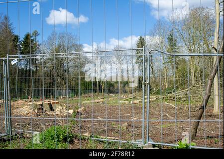 Aylesbury, UK. 5th April, 2021. Yet another tree felled by HS2. The very controversial and over budget High Speed 2 rail link from London to Birmingham is carving a huge scar across the Chilterns which is an AONB and puts 108 ancient woodlands, 693 wildlife sites and 33 SSSIs at risk. Credit: Maureen McLean/Alamy Stock Photo
