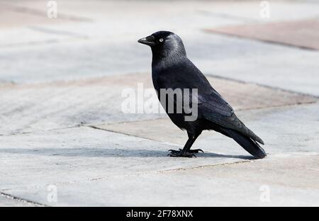 Jackdaw (Corvus monedula) standing on a paved area looking for scraps of food. Stock Photo