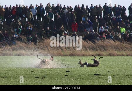 hare coursing at great altcar.26/2/02 pilston Stock Photo