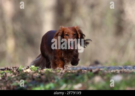 long haired dachshund Stock Photo