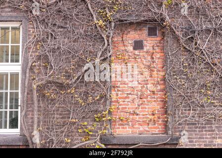 Wicker plant on the wall of the building. A bricked up window covered with old ivy. Stock Photo