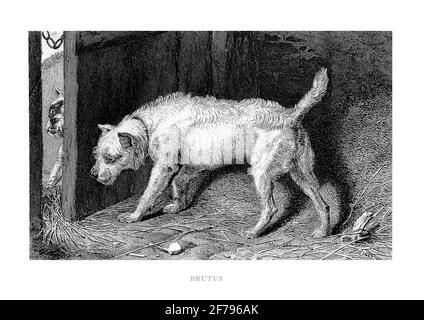 Terrier guarding door from another dog Engraved Illustration Stock Photo