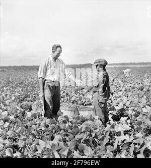 Nine-year-old Boy receiving twenty-cents for Hamper of Beans he picked for Contract Farmer, Homestead, Florida, USA, Marion Post Wolcott, U.S. Farm Security Administration, January 1939 Stock Photo