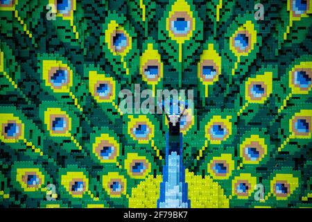A closeup of a peacock made out of building blocks Stock Photo