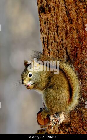 A wild red squirrel 'Tamiasciurus hudsonicus',  licking his paws while sitting on his favorite perch in rural Alberta Canada. Stock Photo