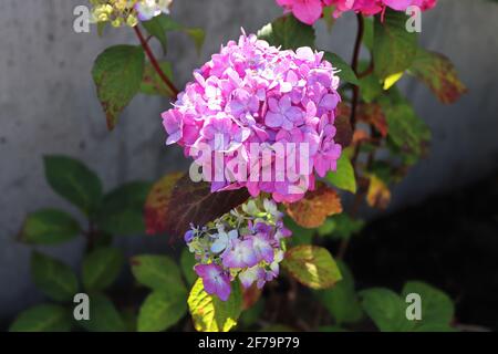 Closeup of pink hydrangea flowers in full bloom Stock Photo