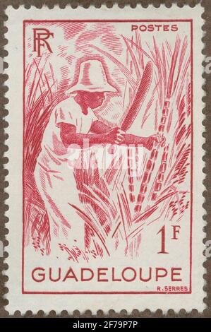 Stamp of Gösta Bodman's Philatelist Assignment, commenced 1950.The stamp from Guadeloupe, 1947. Motifs of the harvest of sokerrör. Stock Photo