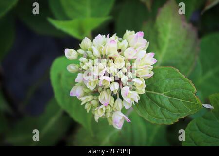 Top view of pink and white hydrangea flowers Stock Photo