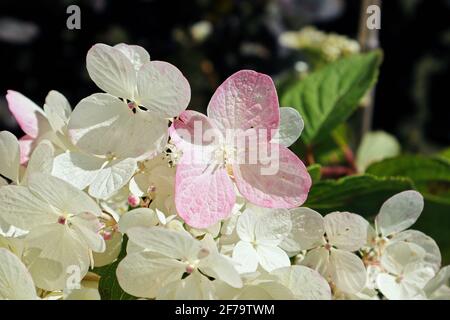 Closeup of bicolor white and pink hydrangeas Stock Photo